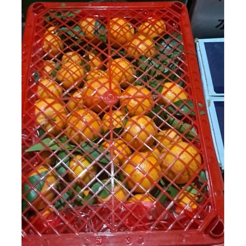 Indukbuah Buah Jeruk Wokam Wogan Daun Manis Seger 1 keranjang