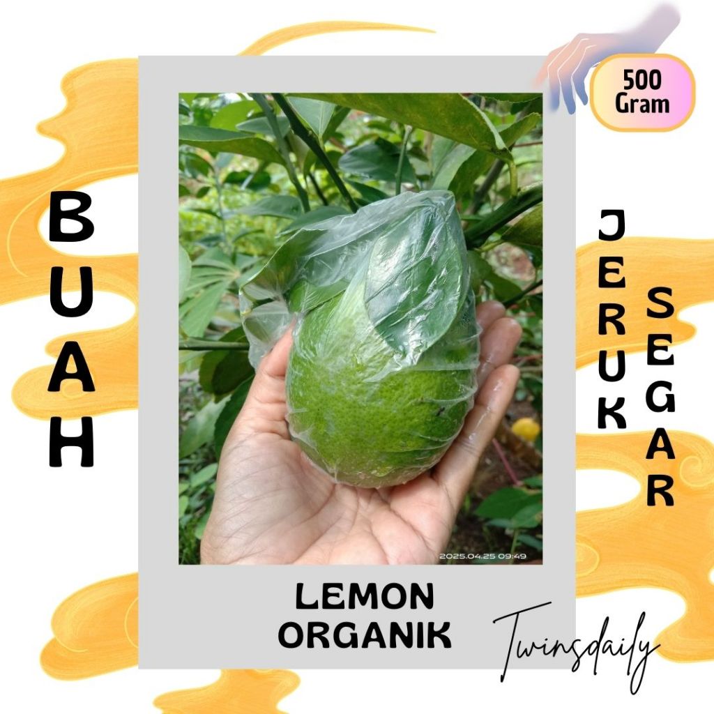 

Twinsdaily | Buah Jeruk Lemon Segar langsung Petik Organik
