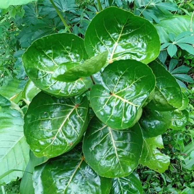 

Daun mangkokan segar 50 lembar