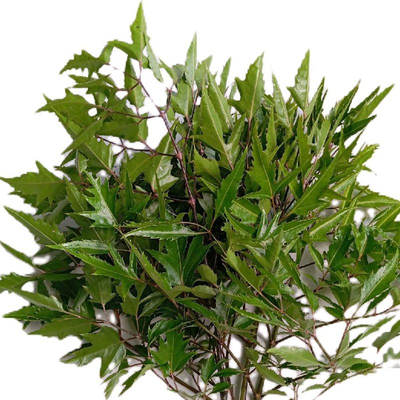 

Daun cakra cikri segar original 1 kg