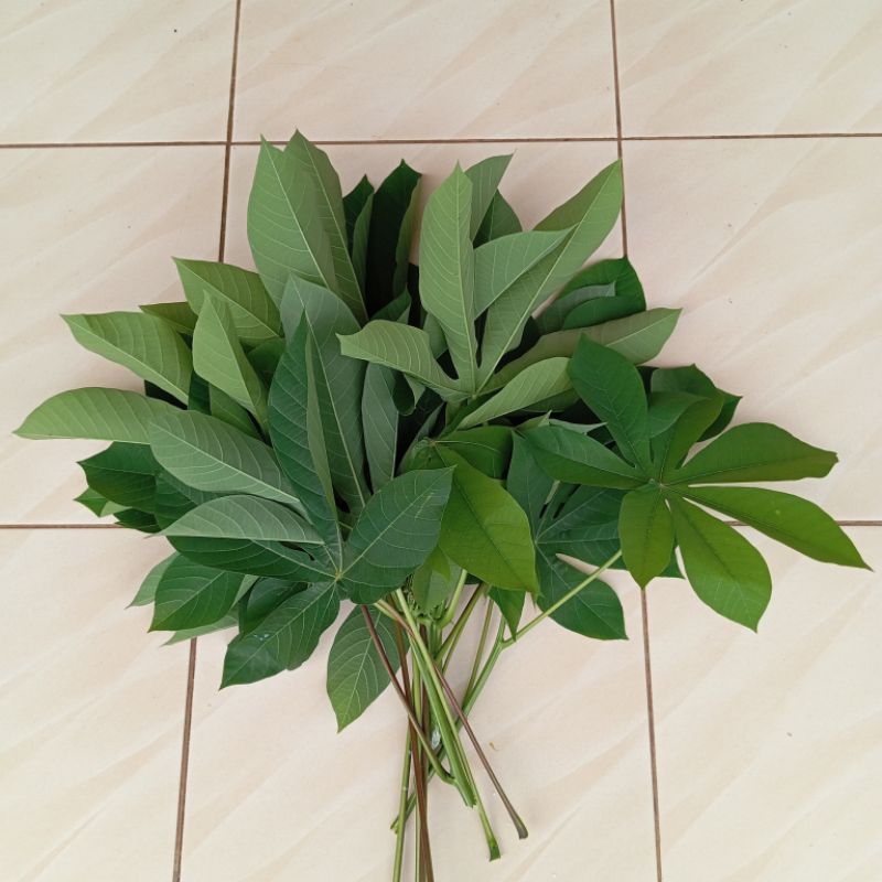 

Daun singkong karet muda segar untuk lalapan 250 gram