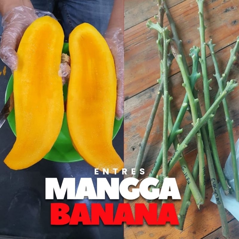 Entres mangga banana
