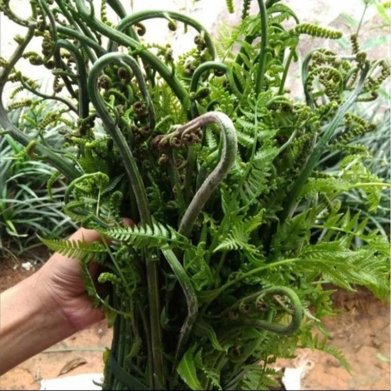 

Pakis Sayur Segar Tradisional Masakan perikat