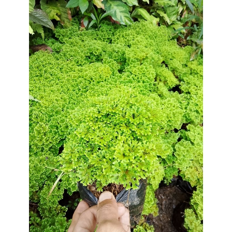 tanaman pogonatum macrophyllum/lumut papua