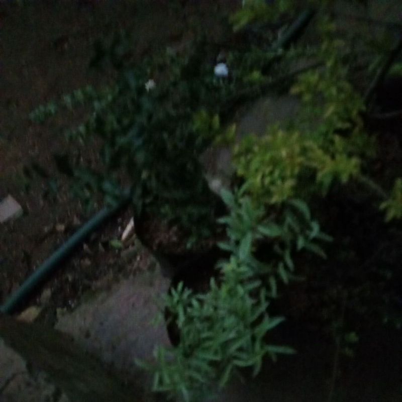 anput mikro dan salju