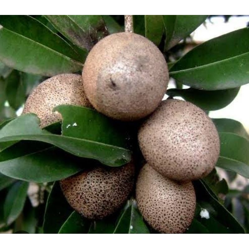 

Buah sawo muda buah sawo mentah 1 kg-az