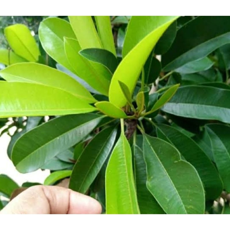 

Daun sawo segar daun buah sawo fresh 100 lembar-az