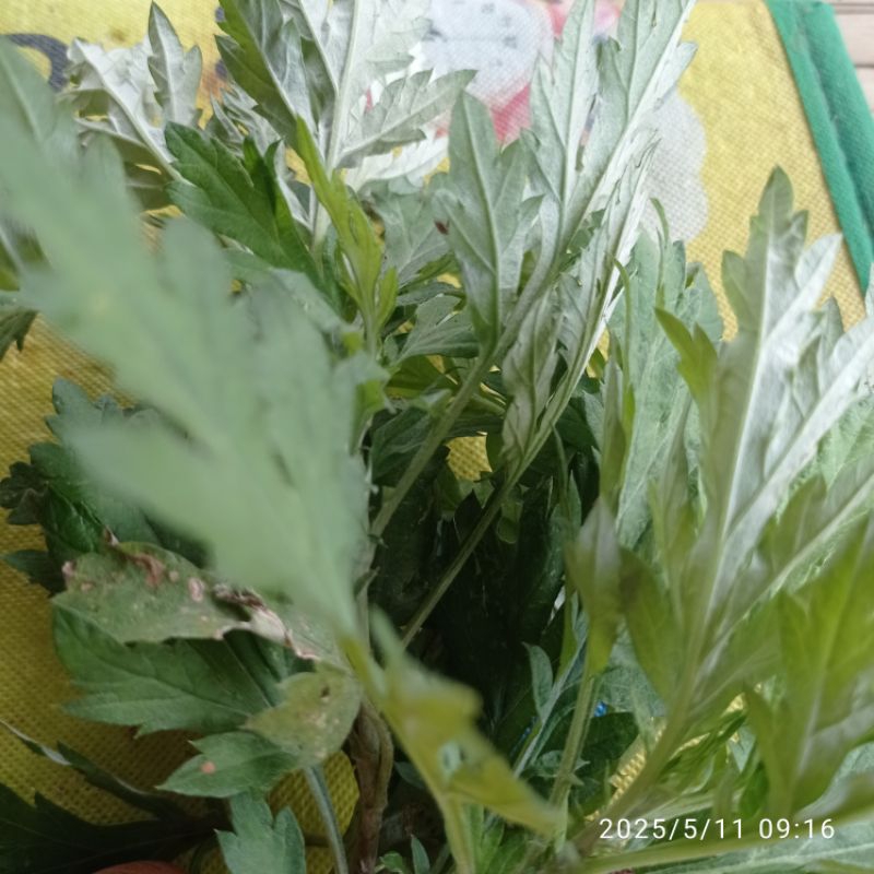 

Daun baru cina herbal per 500 gram
