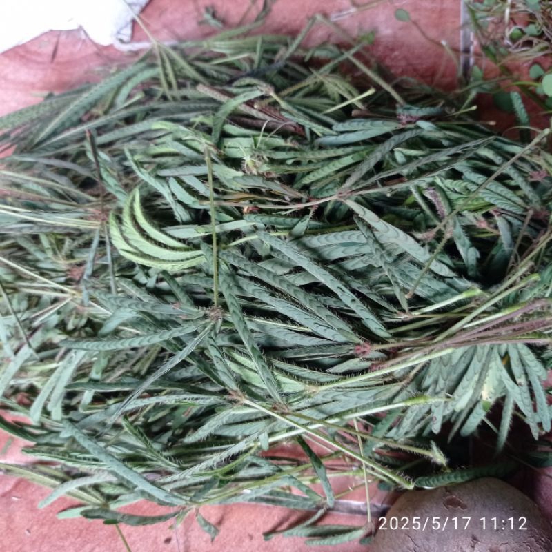 

Daun putri. malu si rapet bagi waniata per 300 grm