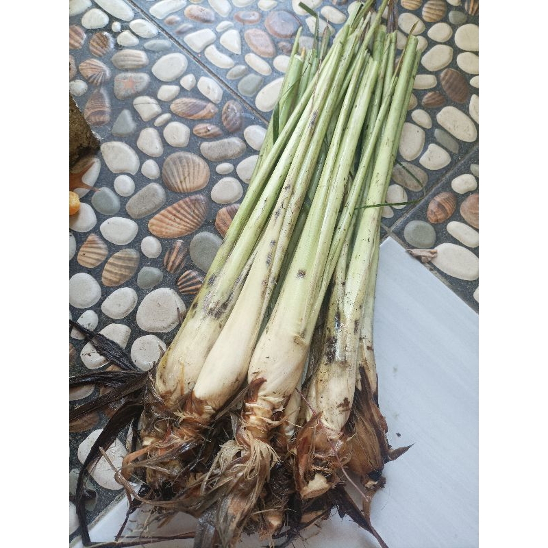

Serai jumbo bumbu dapur pet 5 pohon