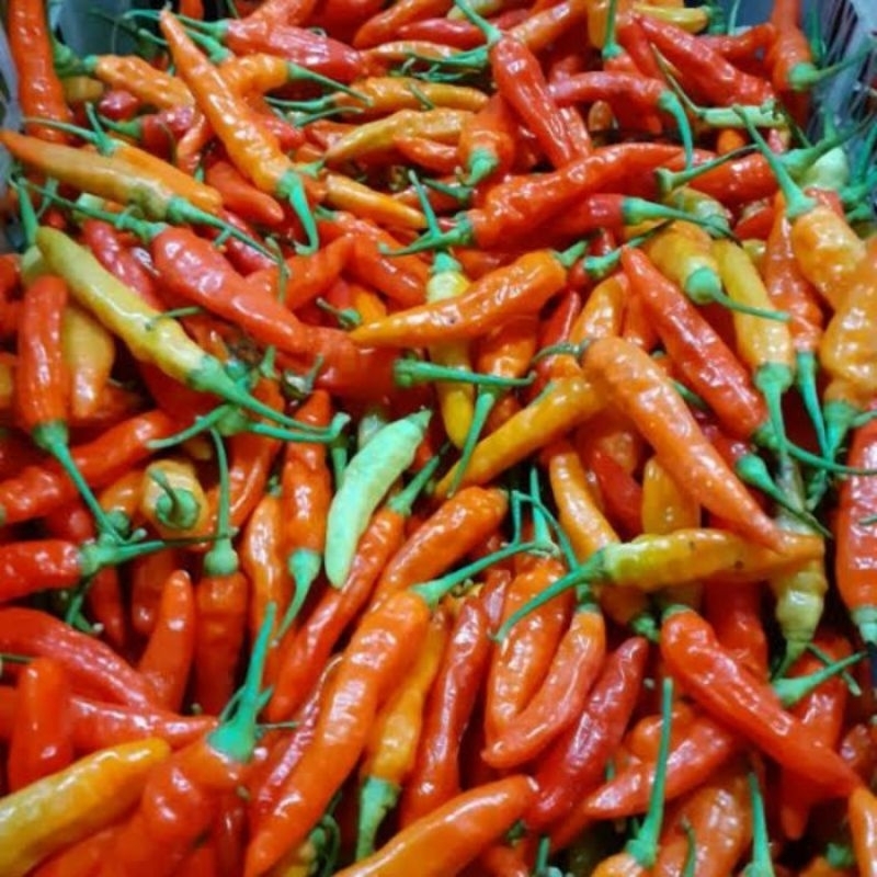 

Cengek Domba 100gr