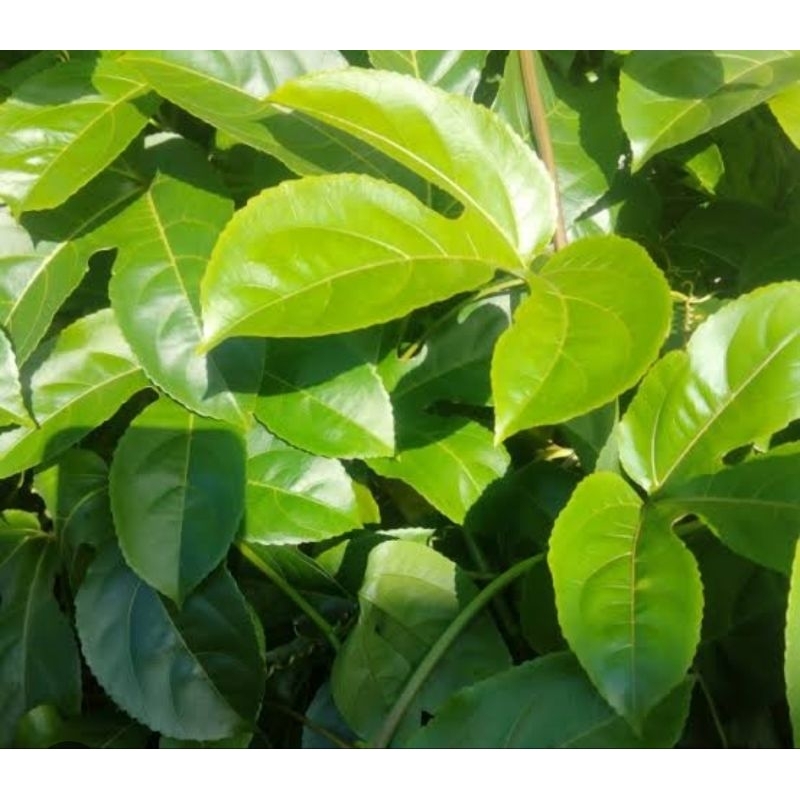 

Daun markisa kuning segar petik langsung 500 gram-az