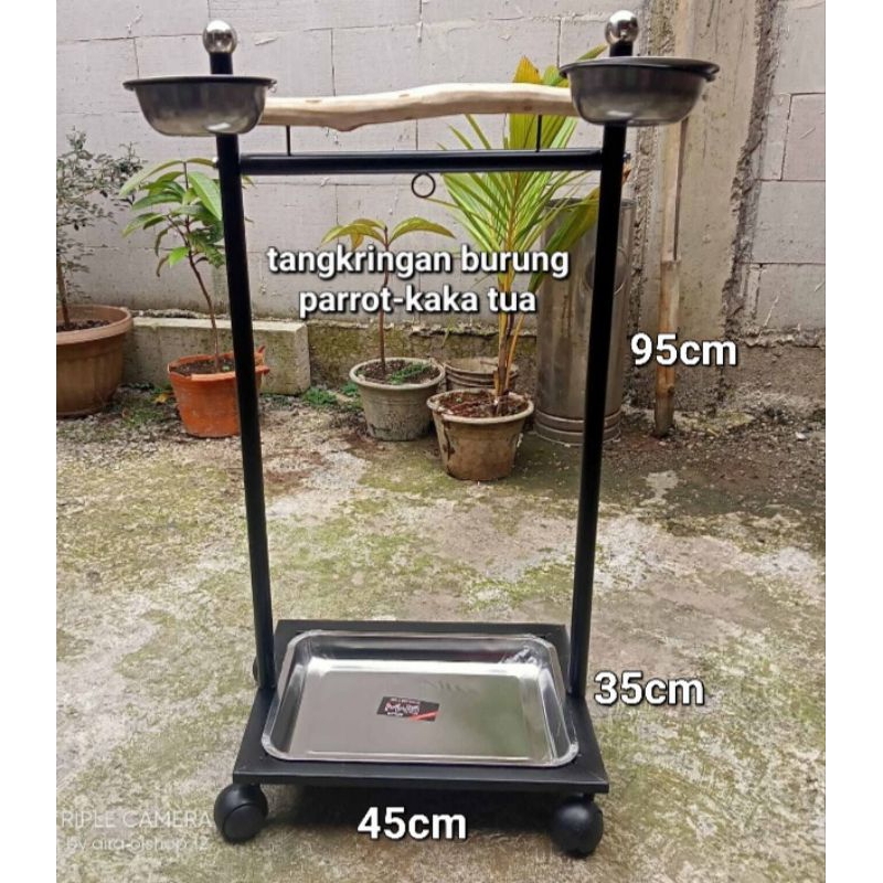tangkringan burung parrot kaka tua