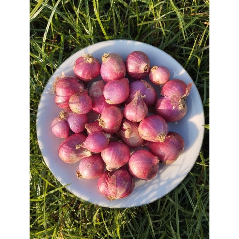 

bawang merah murah 1kg