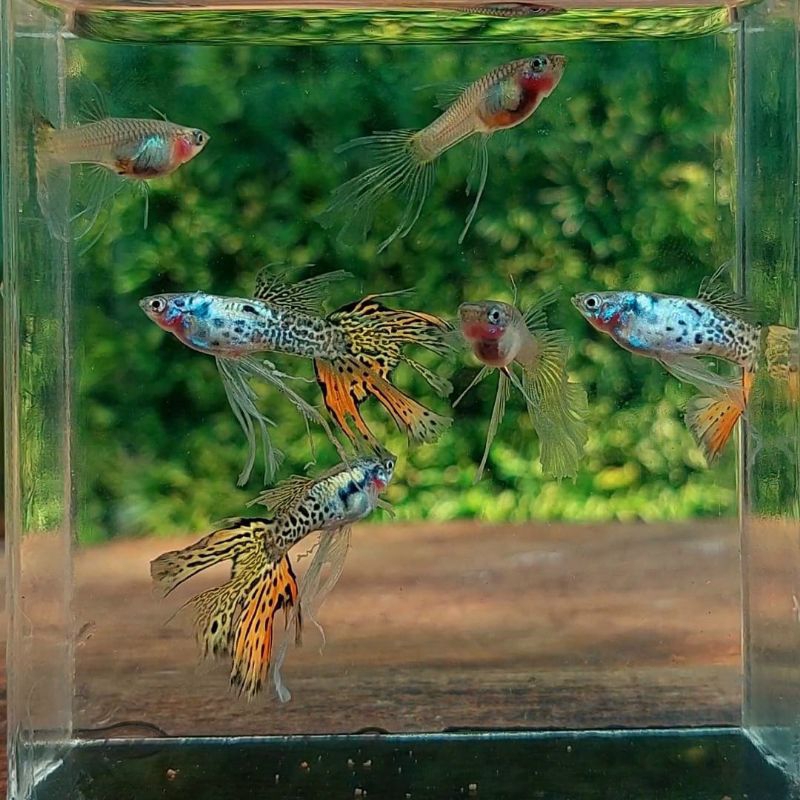 hiasan aquarium guppy GALAXY SUNSET SWALLOW RIBBON