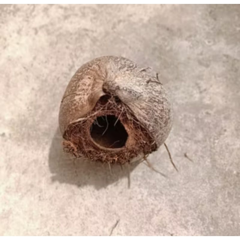 

Buah kelapa tua bolong asli untuk sarang burung