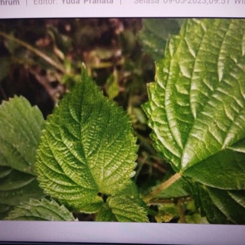 

daun jelatang segar
