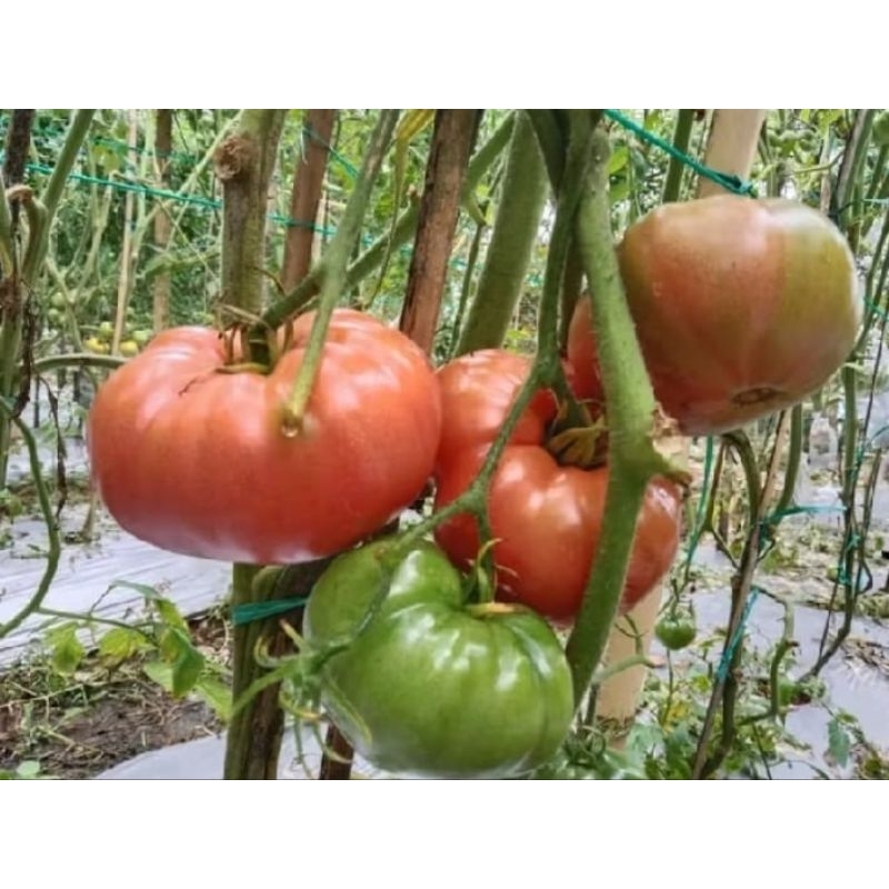 BIJI BENIH TOMAT JUMBO benih TOMAT RAKSASA GIANT 10 biji