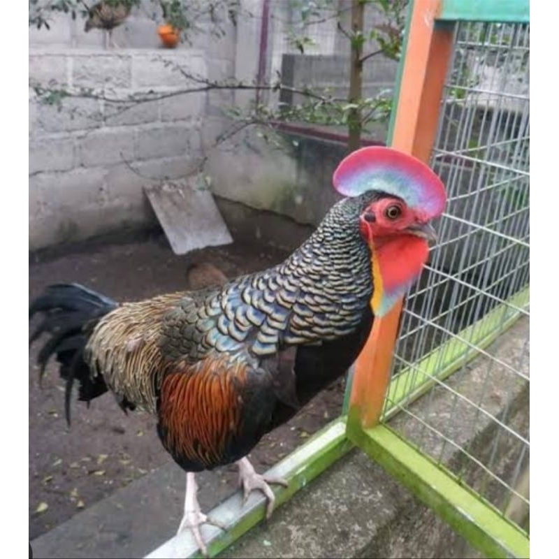 AYAM HUTAN JAWA JANTAN/BETINA