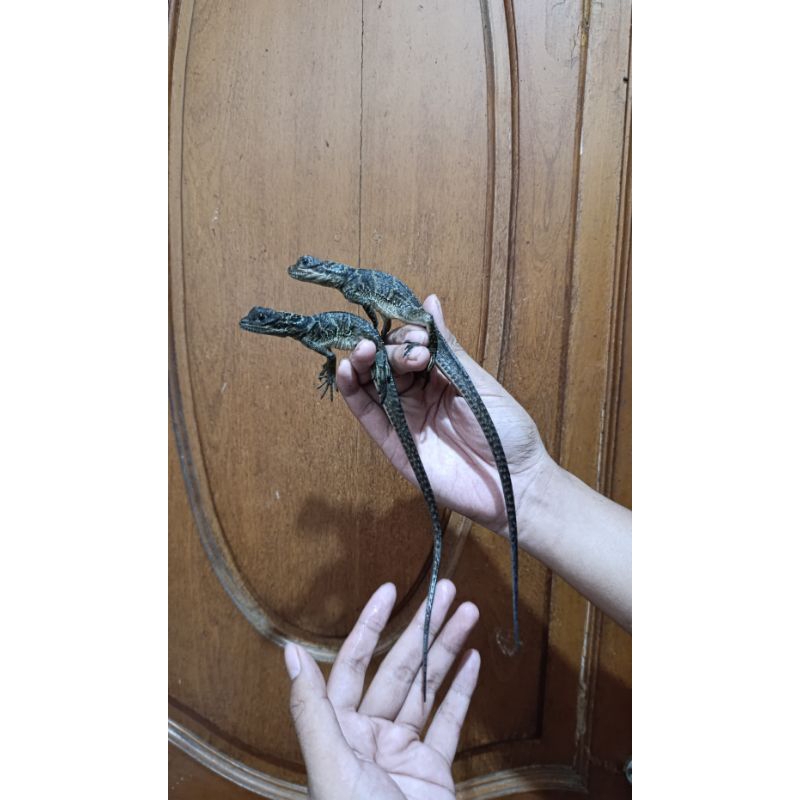 Soa Layar Baby Up Microlopus