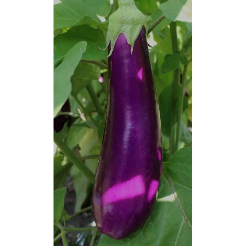 

1kgTerong ungu ,fres gemoy " langsung dari kebun
