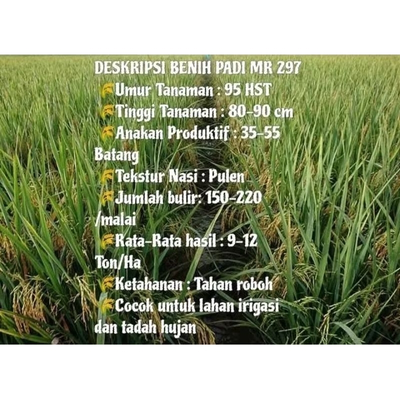 Raflezia 1Kg Benih Padi Mr 297,Mr219,Mr319,Mr269 Super Unggul