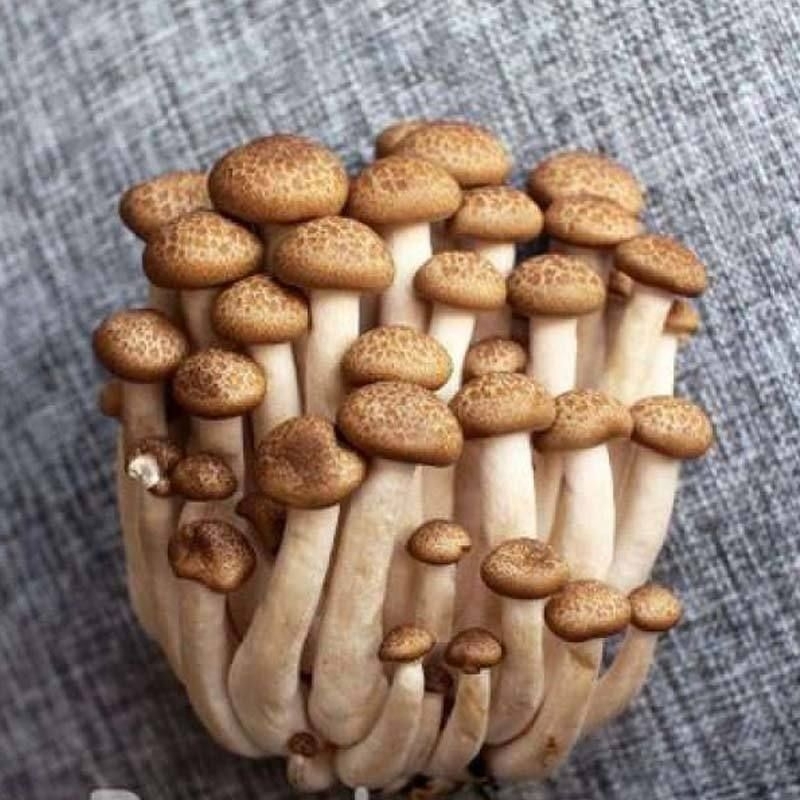 

JYOTI JAMUR SHIMEJI / PACK