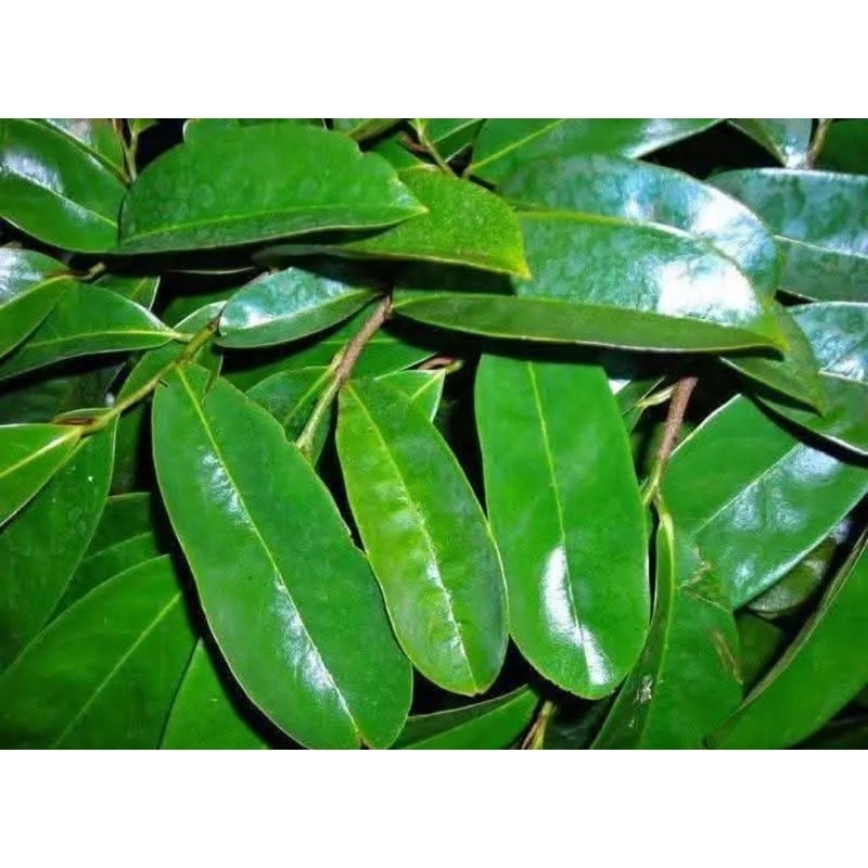 

daun sirsak/daun nangka Walanda fresh isi 50 lembar