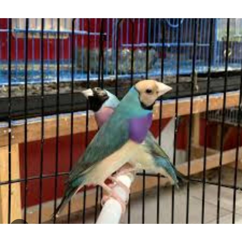 GOLD AMADINE BIRU SEPASANG JANTAN BETINA DEWASA