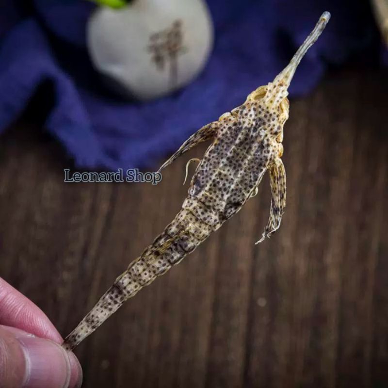 

Ha Na Ma Cui / Burung Laut Khasiat Kuda laut