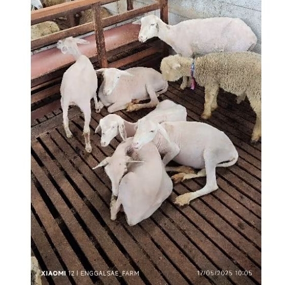 

Domba Betina Pedaging Cross Texel untuk Penggemukan doroan
