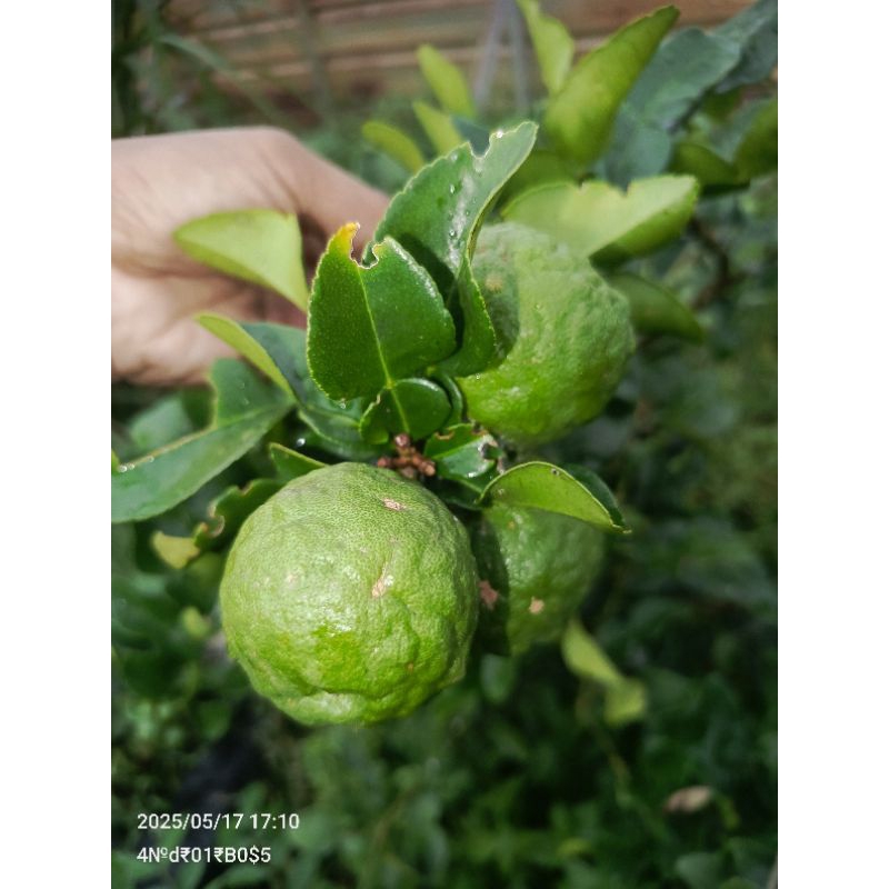 

Buah Jeruk Purut