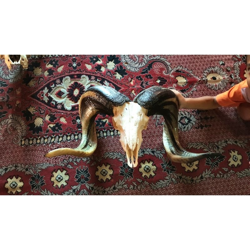 Hiasan/Pajangan Tanduk domba garut super