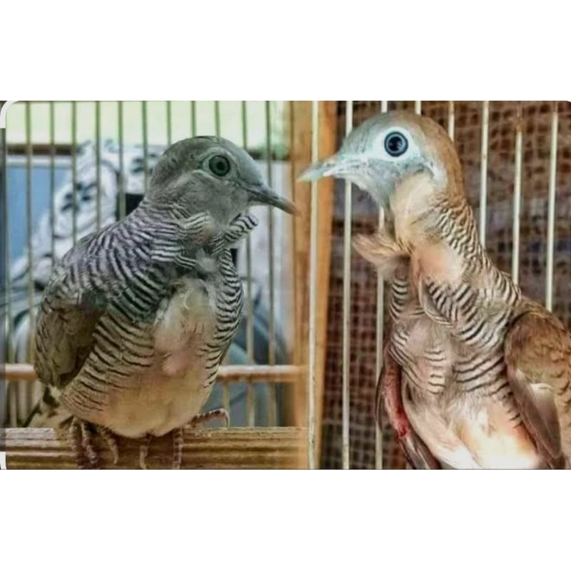 PERKUTUT KATURANGGAN KOLOCOKRO MULUS