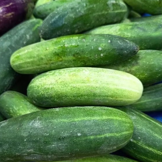 

Ketimun timun segar 500 gr