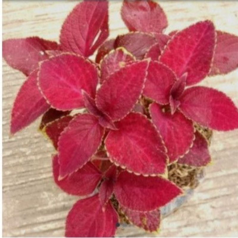 Tanaman Miana merah / miana merah