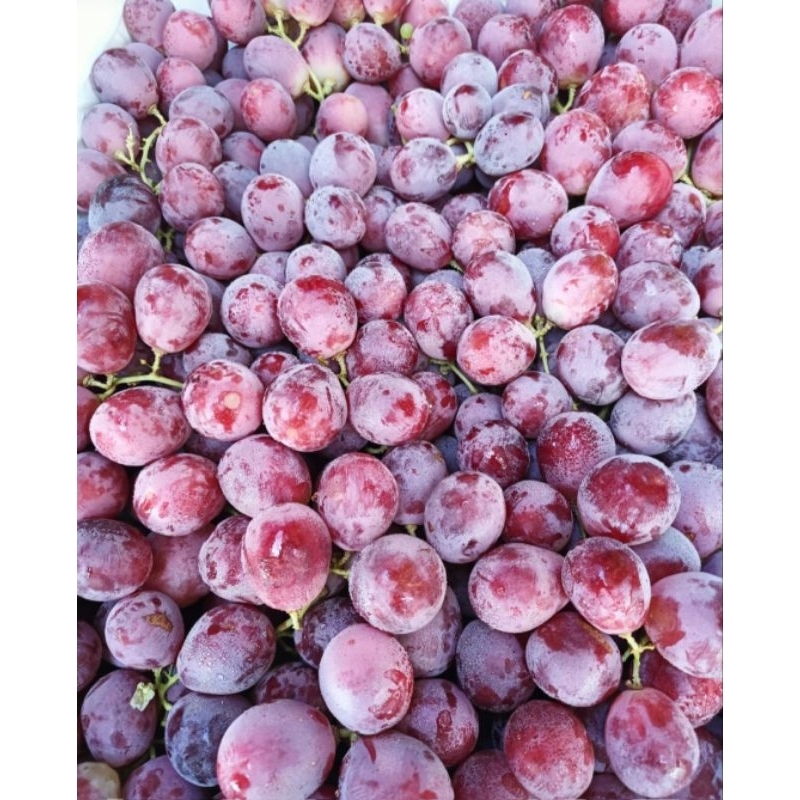 

Anggur merah.anggur.buah palembang.anggur merah peru.anggur merah ausi ,