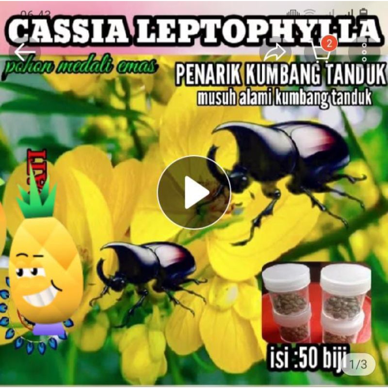 CASSIA LEPTOPHYLLA/PEMBASMi KUMBANG TANDUK SECARA ALAMI@racun kumbang tanduk #