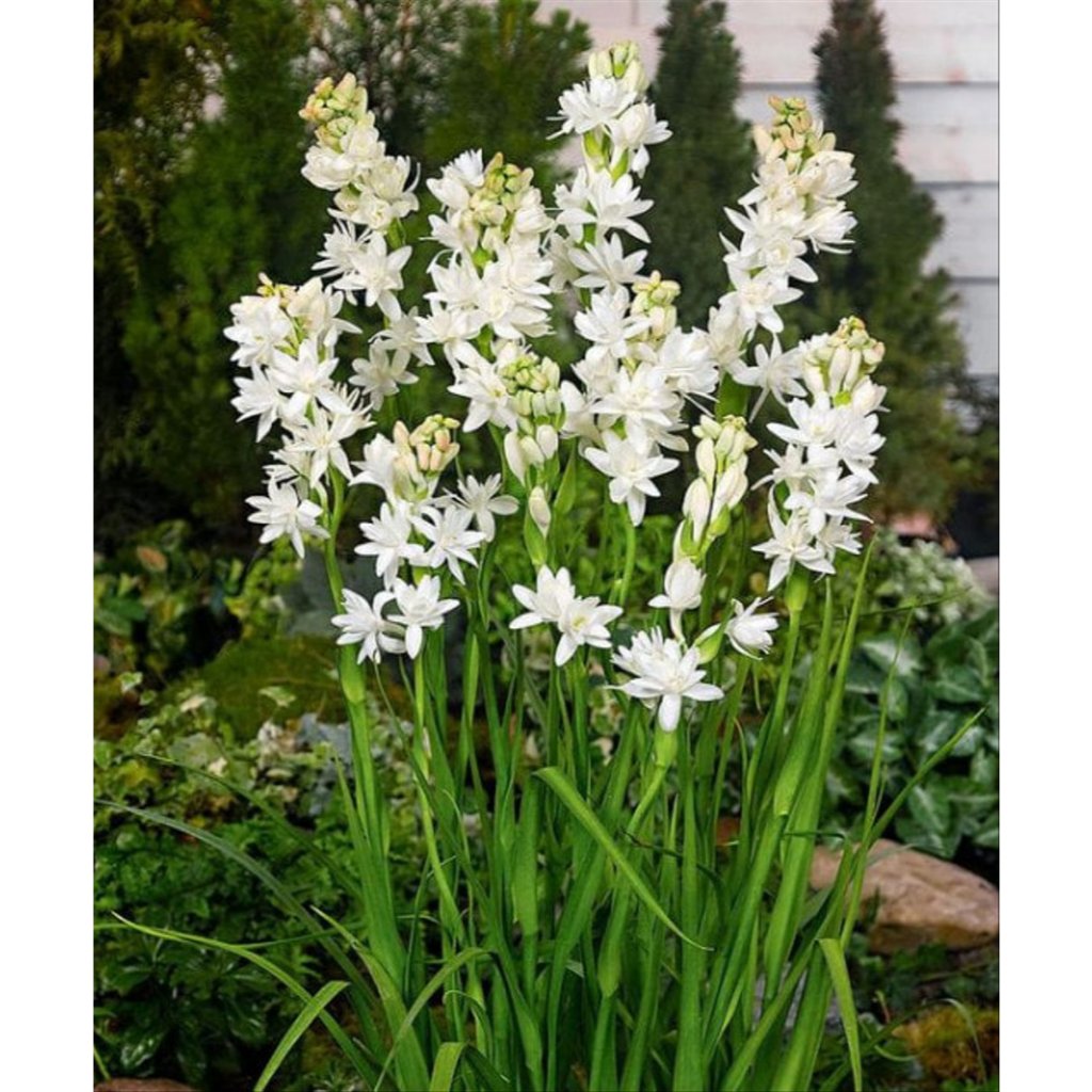 Bibit Bunga Sedap malam wangi