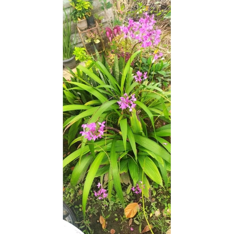 Promo anggrek tanah/anggrek hutan/Anggrek langka