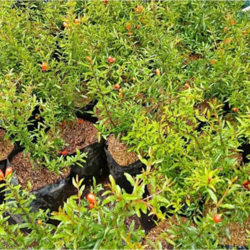

bibit tanaman buah delima merah