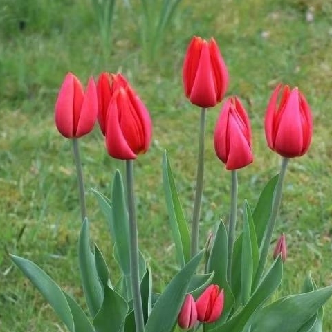 Bunga Tulip Hidup Bentuk Umbi ( Id : red heart )