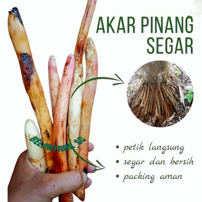 

Akar Pinang Muda fresh 400gram
