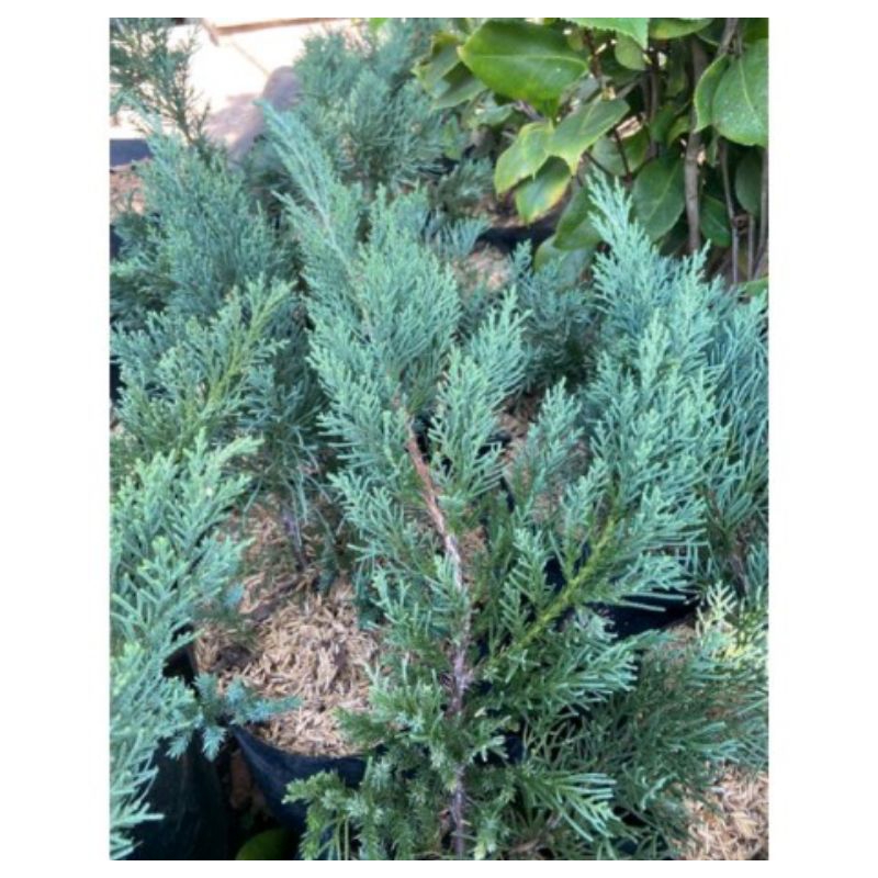 Cemara sinensis biru / blue sinensis New product