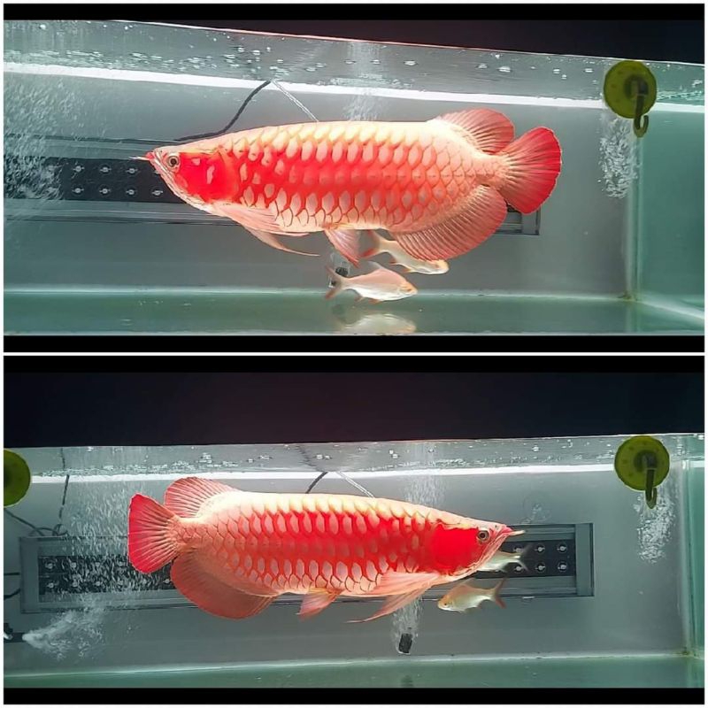 lampu tanning 80 cm,,,3 baris led ,,,warna biru