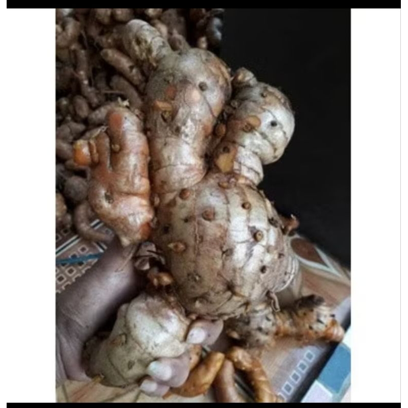 

Temu lawak segar 500 grm koneng gede koneng badag CURCUMA ZANTHORRHIZA #terlaris