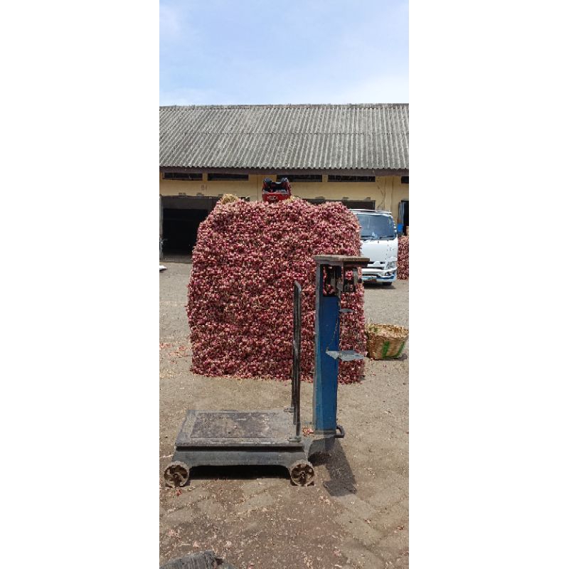 

bawang merah nganjuk tanggung sedang