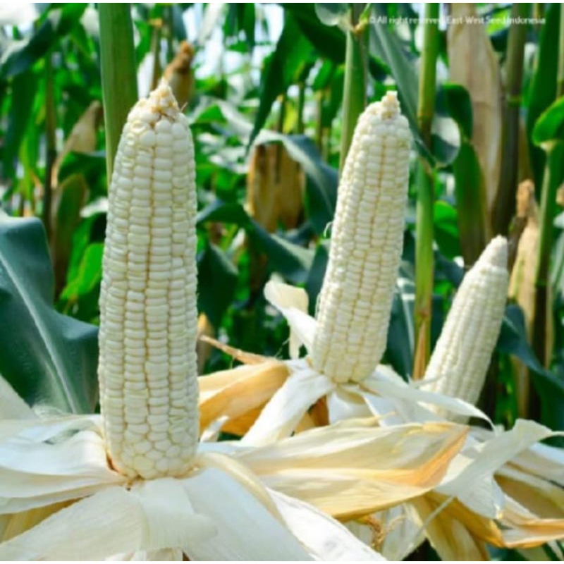 Teh_Teh Maniez  1 Kg Biji Benih Jagung Putih Jagung Ketan Biji Benih Unggulan
