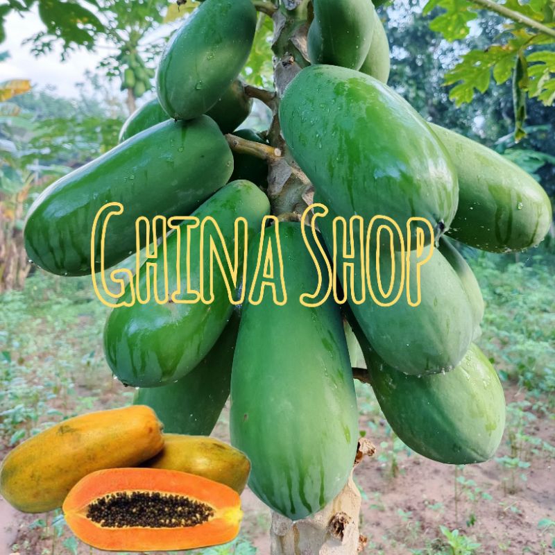 

Pepaya California Fress Langsung Petik Matang 1Kg