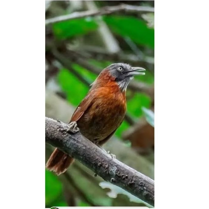 Burung tepus pala abu jantan